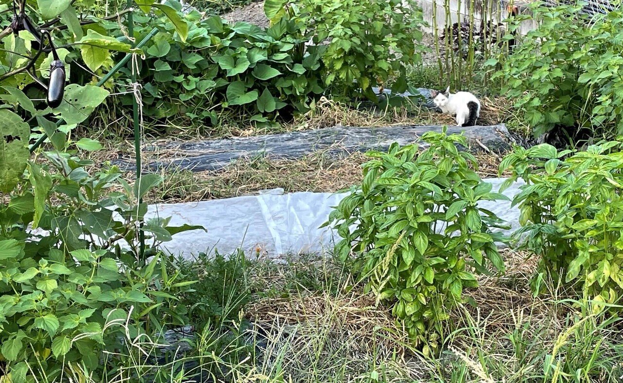 今日の畑のお客様はネコちゃん 初めての動物のお客さん 近づいたら 何か用 と言いたげに振り向いてからどこかに行っちゃいました 食彩アドコム 食こそ温故知新 Note