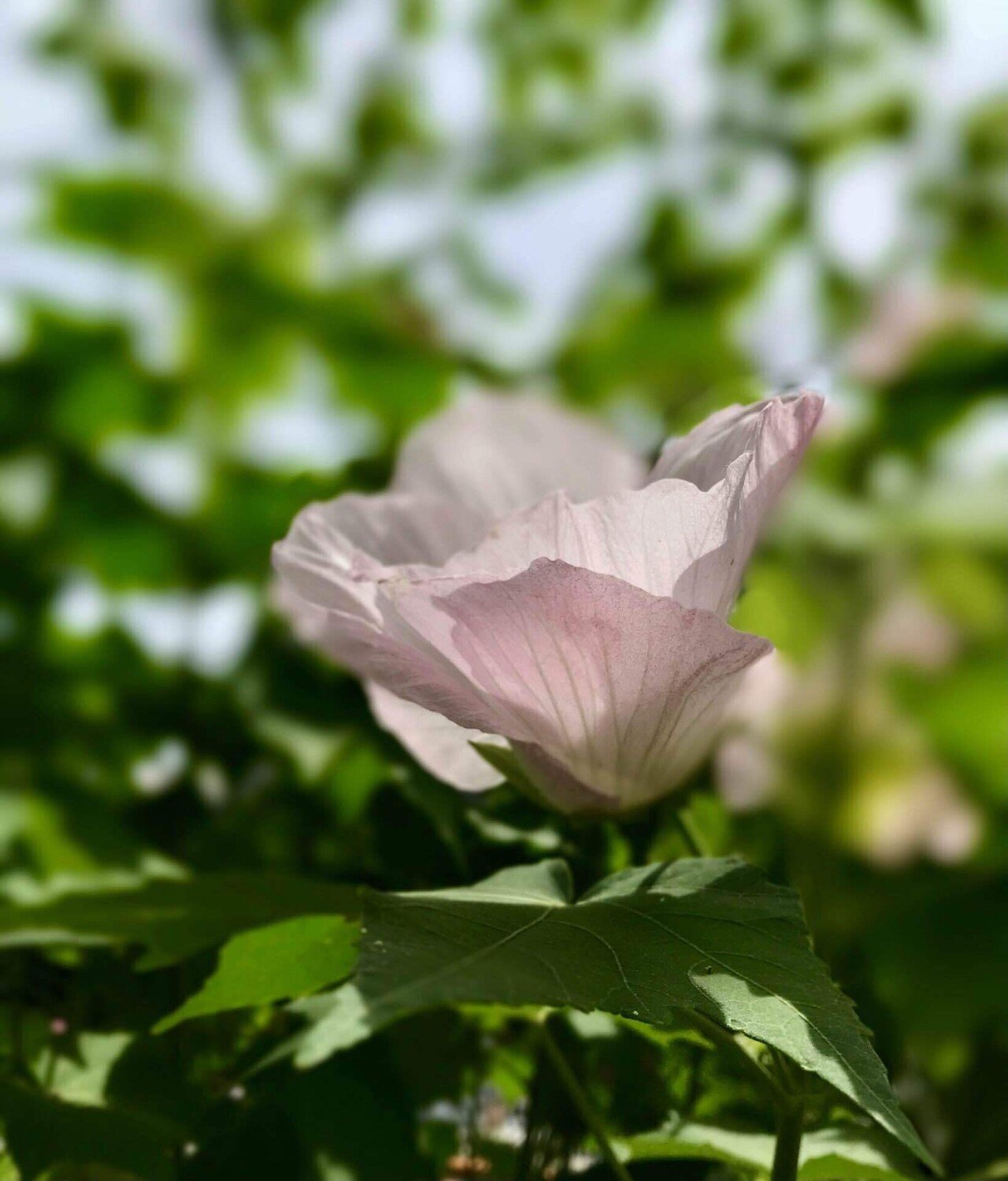 大安の酔芙蓉と晴れた空 洋介 Note