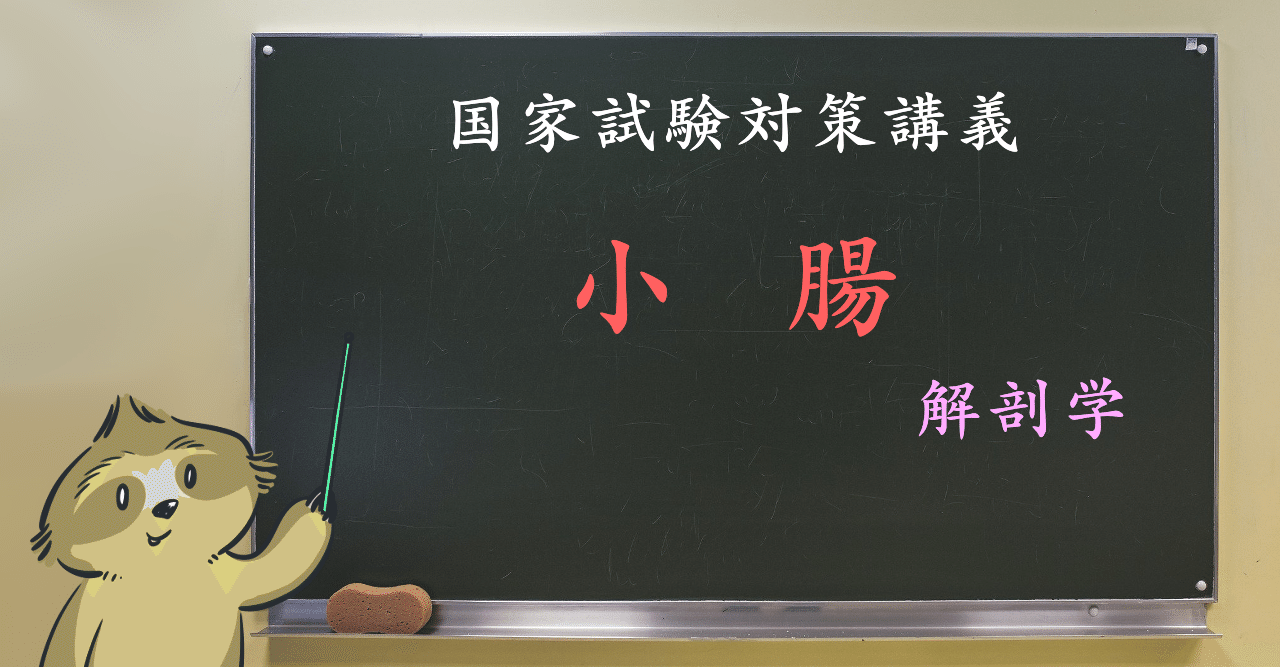 【解剖学】図解イラストとゴロで簡単「小腸の構造(パイエル板など)」の覚え方