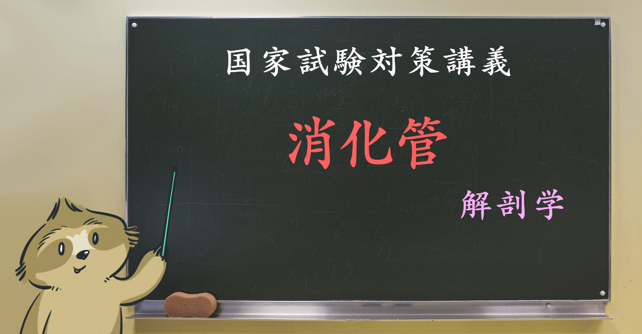 解剖学 図解イラストとゴロで簡単 消化管の構造 の覚え方 森元塾 国家試験対策 Note