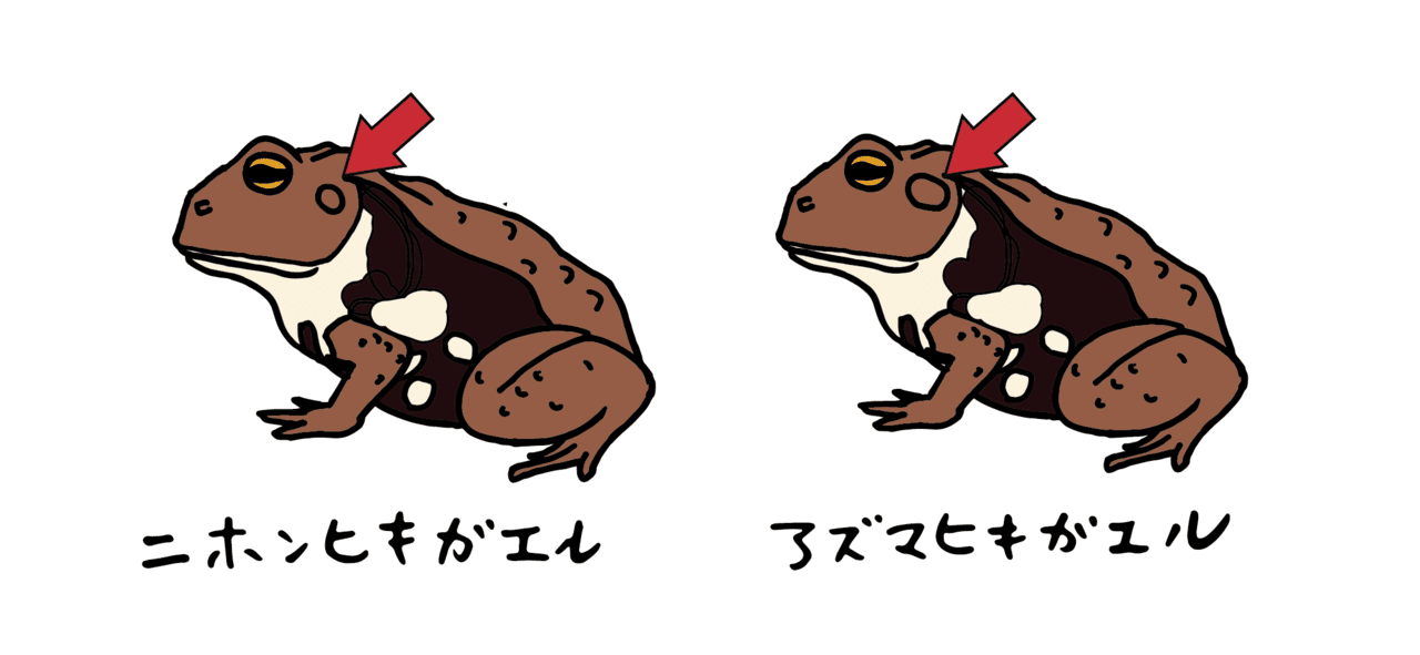 ジブリ映画 となりのトトロ で生き物観察 浜松科学館 みらいーら ジブリ映画 となりのトトロ で生き物観察 浜松科学館 みらいーら