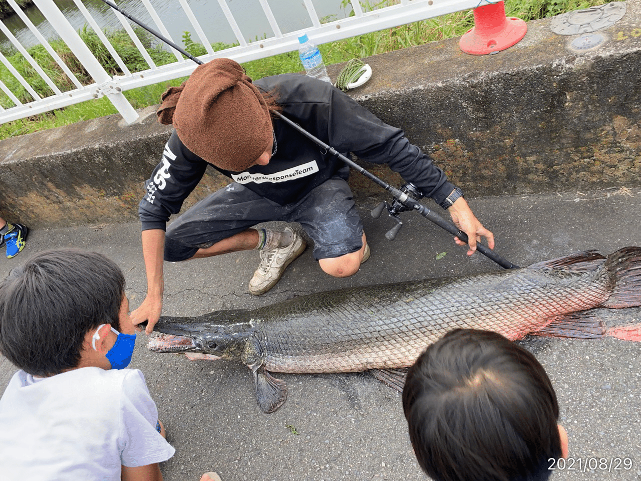 鶴見川でアリゲーターガー 親父弁当 Note