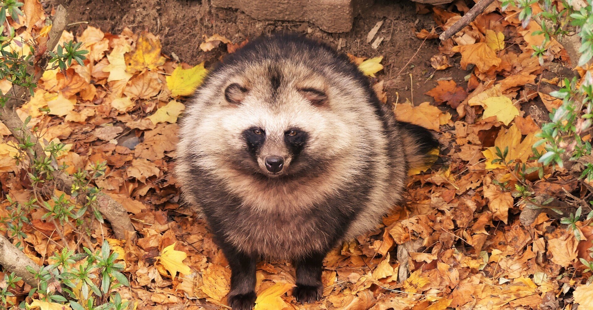 動物の福祉に配慮した「ホントの夜の動物園プロジェクト」｜「ZOOMO