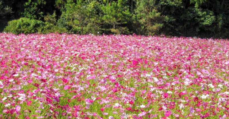 季語研究 花野 憧れのあの人と けろけろ道場 Note
