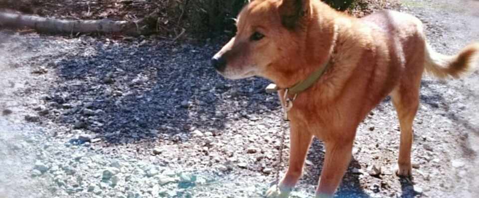 3 23 甲斐犬のカイくん Yuki Saito Note