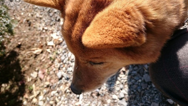 3 23 甲斐犬のカイくん Yukisai Note 3 23 甲斐犬のカイくん Yukisai Note