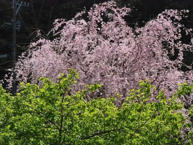 高草山への登山道入口、林叟院の桜