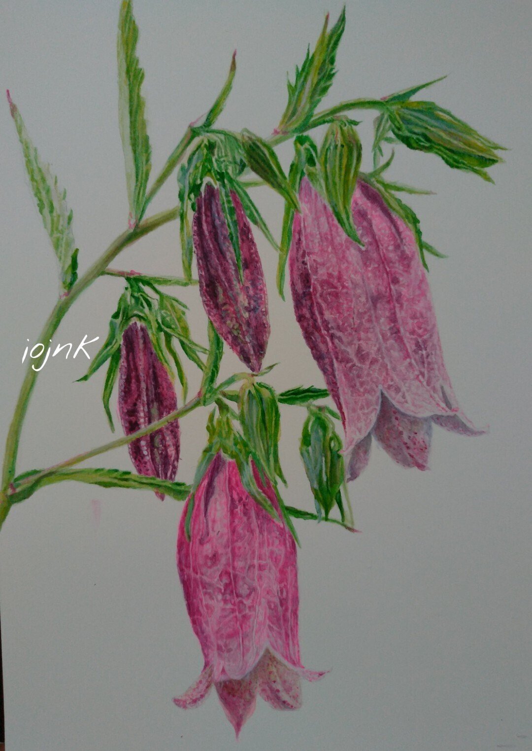 ホタルブクロ Spotted Bellflower Jojnk Note