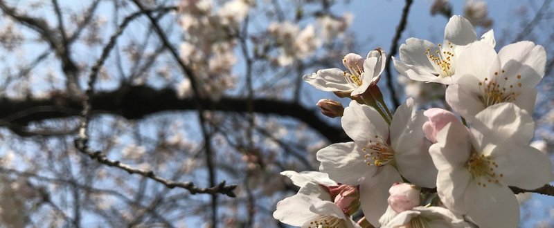 桜が咲く季節に