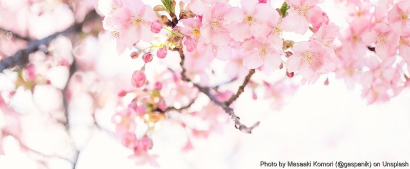 世の中にたえて桜のなかりせば春の心はのどけからまし（在原業平朝臣）