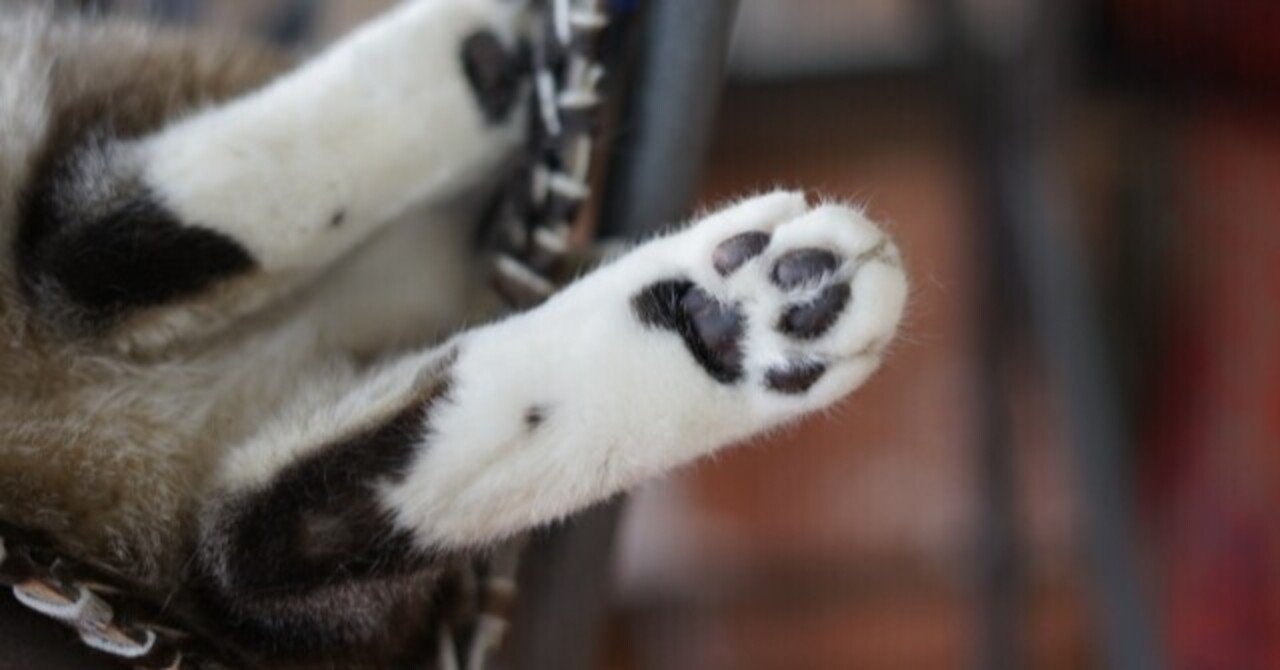 21 8 30 月 猫を飼うときの注意点 Insight Note