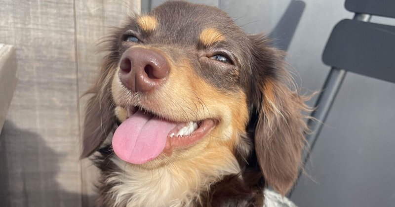 自慢の愛犬に便乗します の新着タグ記事一覧 Note つくる つながる とどける