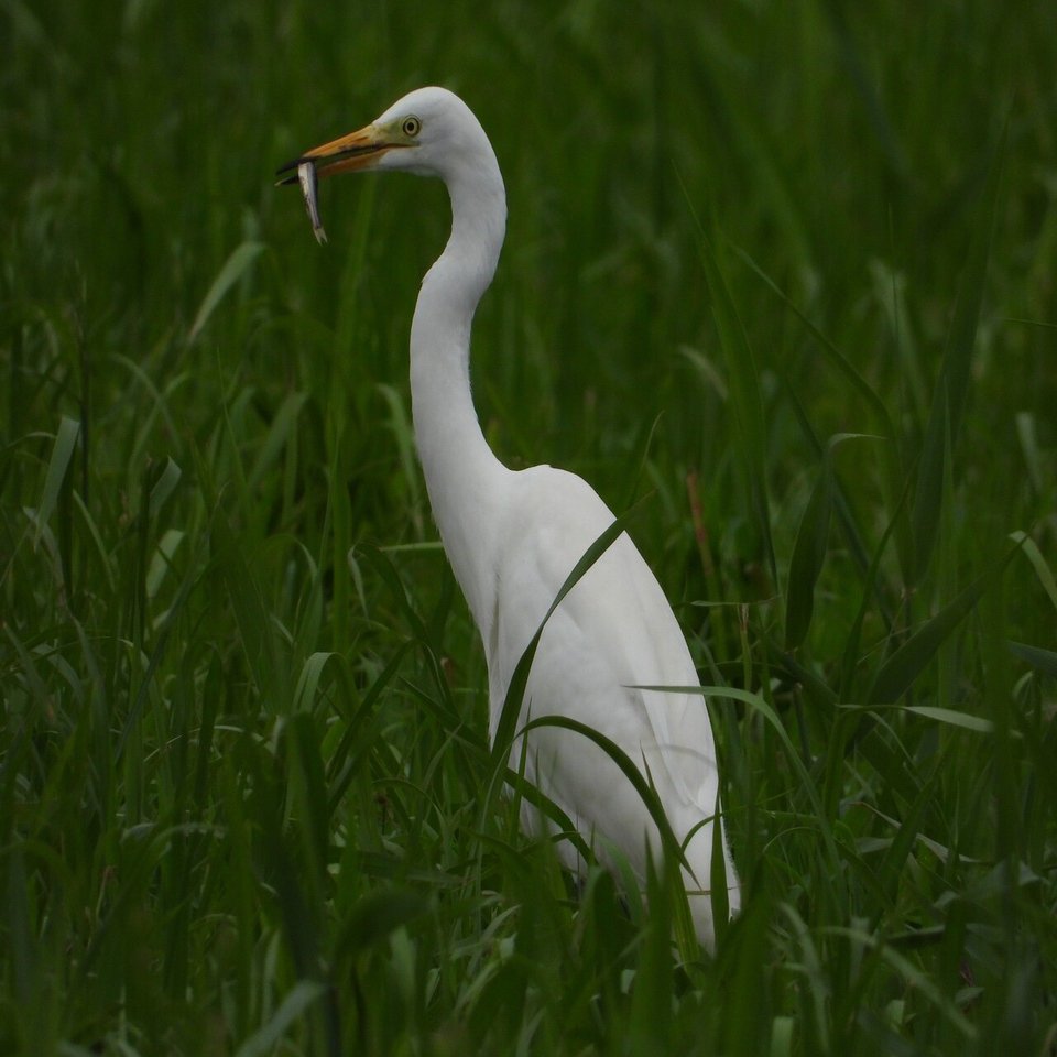 千葉県野鳥調査シリーズ 1 チュウサギ とほかのシラサギとの違いについて Vogelaars Note