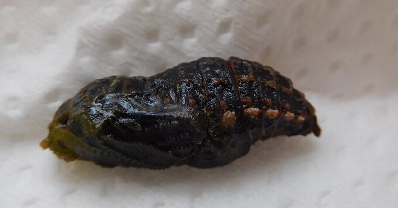 韓国ヒメギフチョウ（ペア、飼育品）