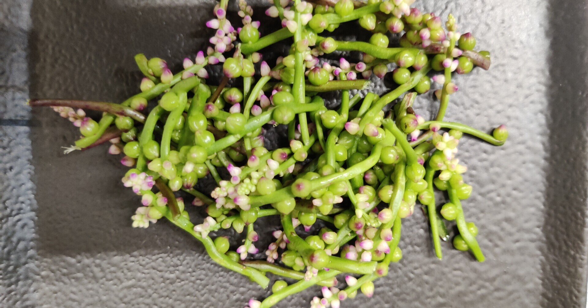 つるむらさきの花 修家大雄 レストラン ラ フェ Note つるむらさきの花 修家大雄 レストラン ラ フェ Note