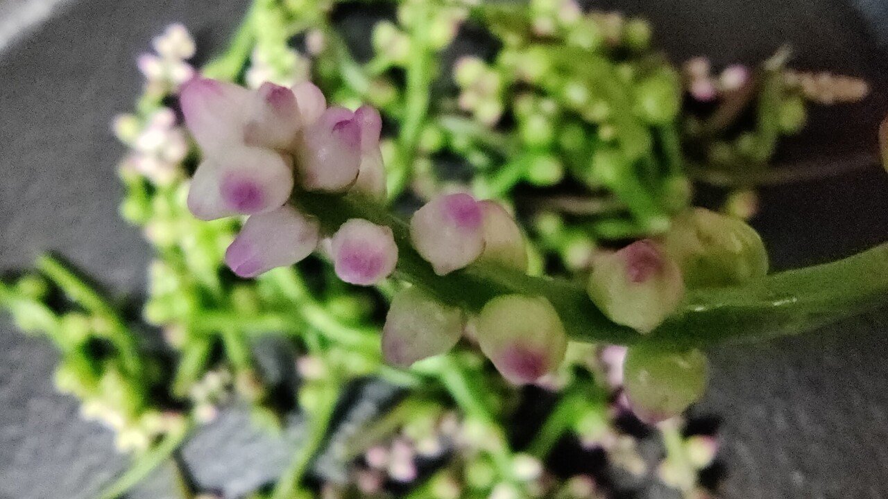 つるむらさきの花 修家大雄 レストラン ラ フェ Note つるむらさきの花 修家大雄 レストラン ラ フェ Note