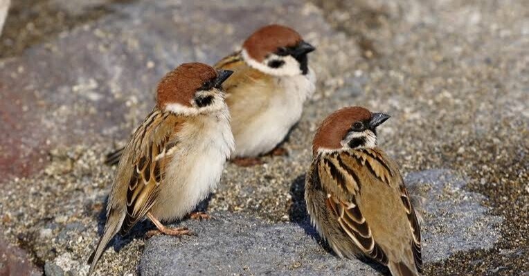 第1730回 身近なスズメ｜翆野 大地