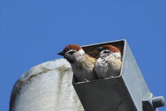 第1730回 身近なスズメ｜翆野 大地