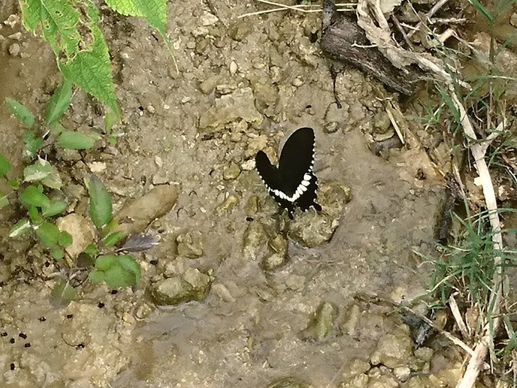 真謝港の真謝泉(マジャガー)で、水を呑む蝶