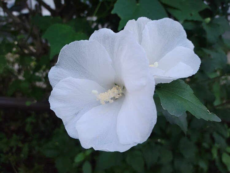 久々の花テロ凜です❢　透けるように白い花子ちゃんと遭遇しました(๑´ㅂ`๑)