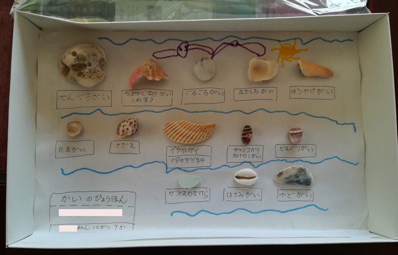 貝の標本｜竹の宮