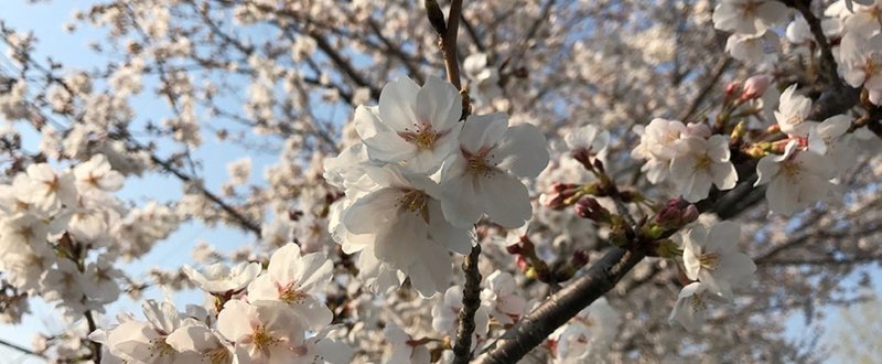 豊川桜