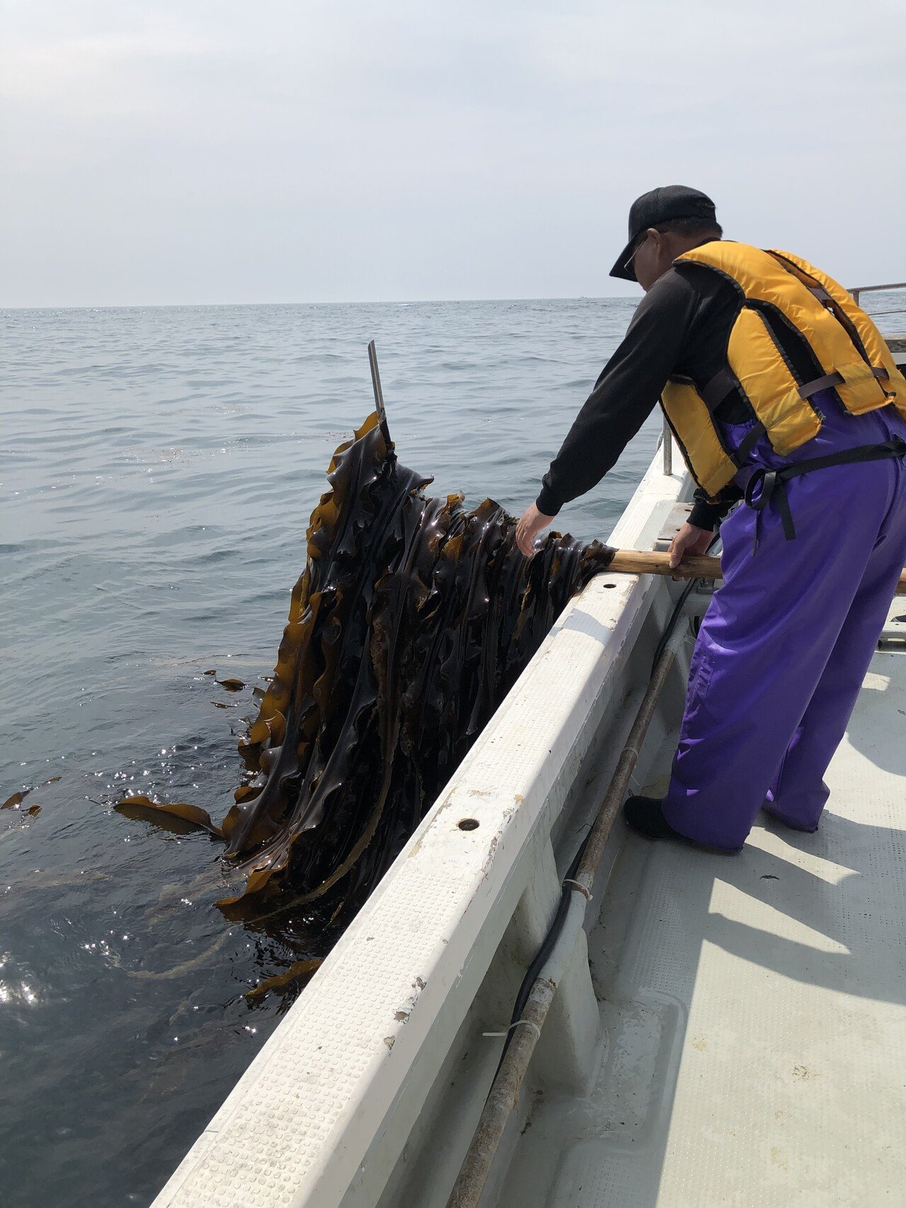 昆布はどこからどこへ行く ナガコンブ2 松田真枝 Note 昆布はどこからどこへ行く ナガコンブ2 松田真枝 Note