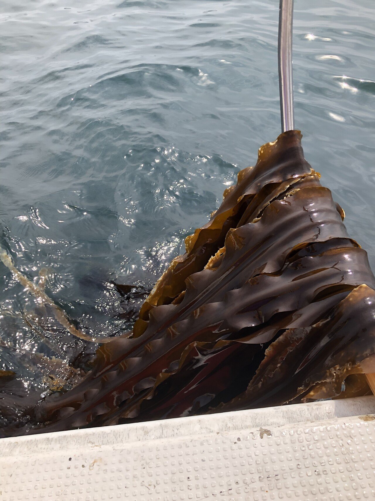 昆布はどこからどこへ行く ナガコンブ2 松田真枝 Note 昆布はどこからどこへ行く ナガコンブ2 松田真枝 Note