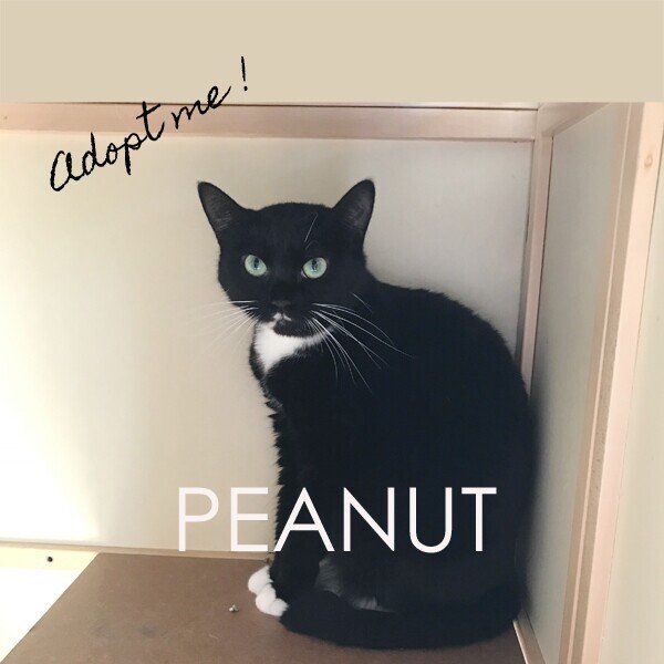 保護猫ピーナッツ＆キョロ姉妹の一時預かりさんを探しております 