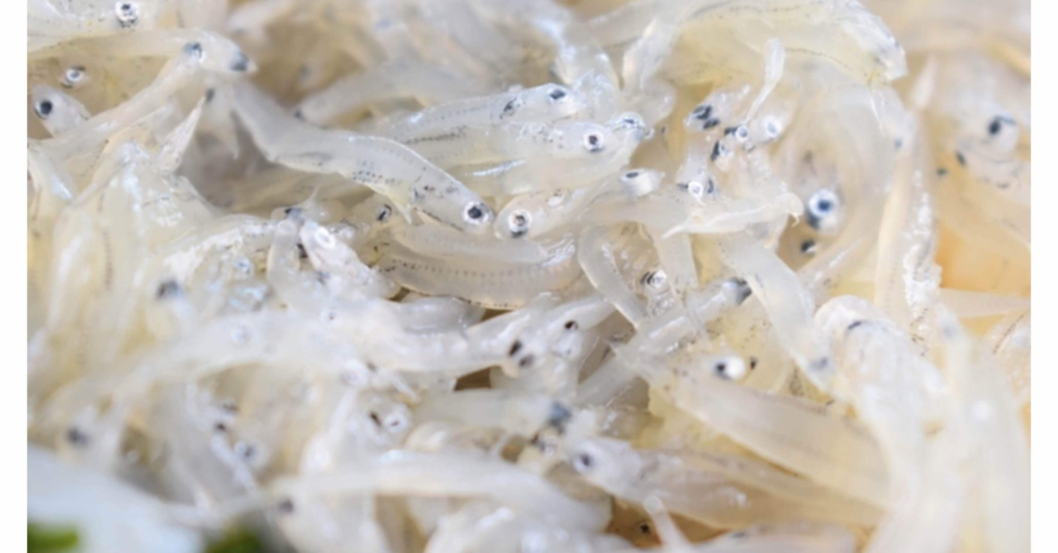 実は奥が深い！？「しらす」は○○の量で呼び名が変わる？？ by豊洲