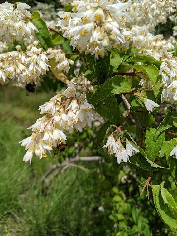 どうやって１種類の花からはちみつを採っているのか Beekeeper齊藤 Note