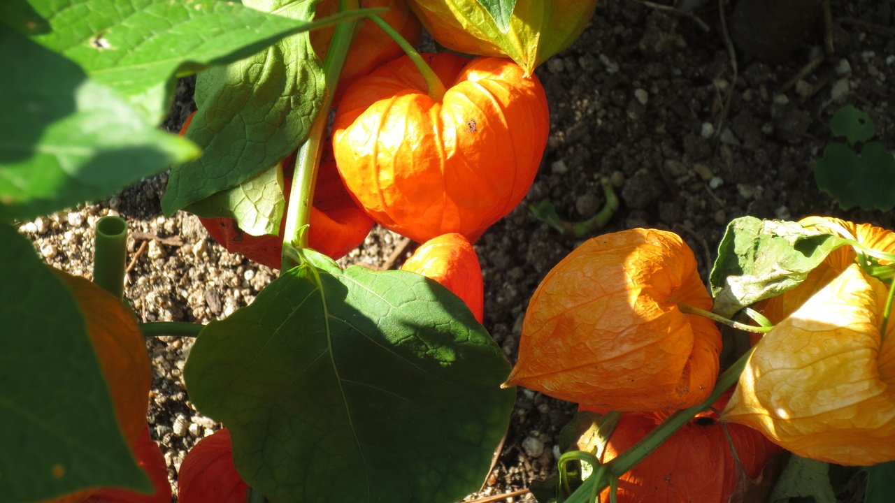 夏のほおずき提灯 茅咲みや Note