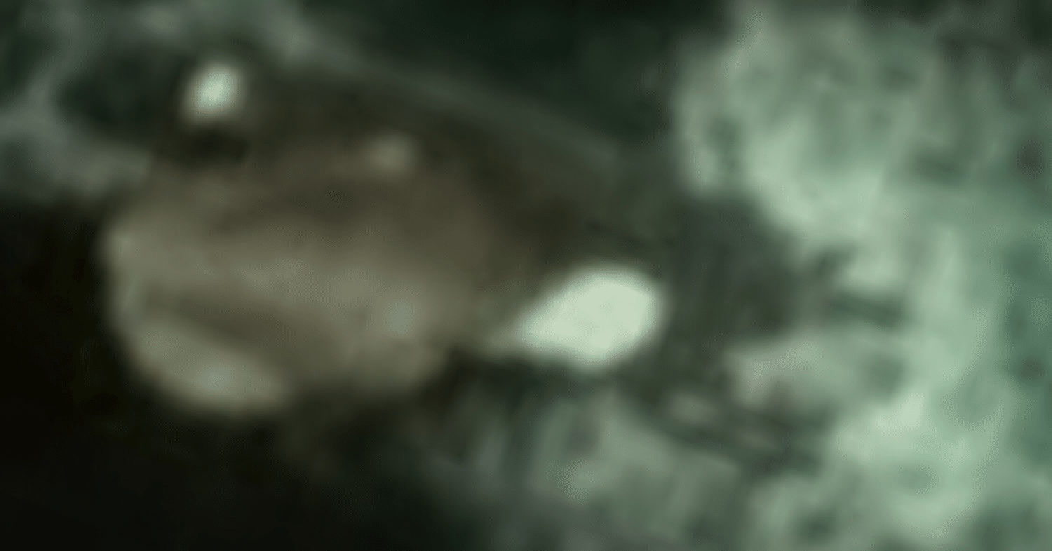 Googleアースに写ってしまった超巨大イカ！？｜tofu_111