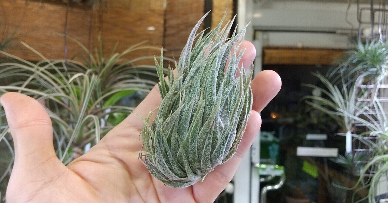 チランジア スプレンゲリアナ 内陸型(昔のティランジアハンドブック  