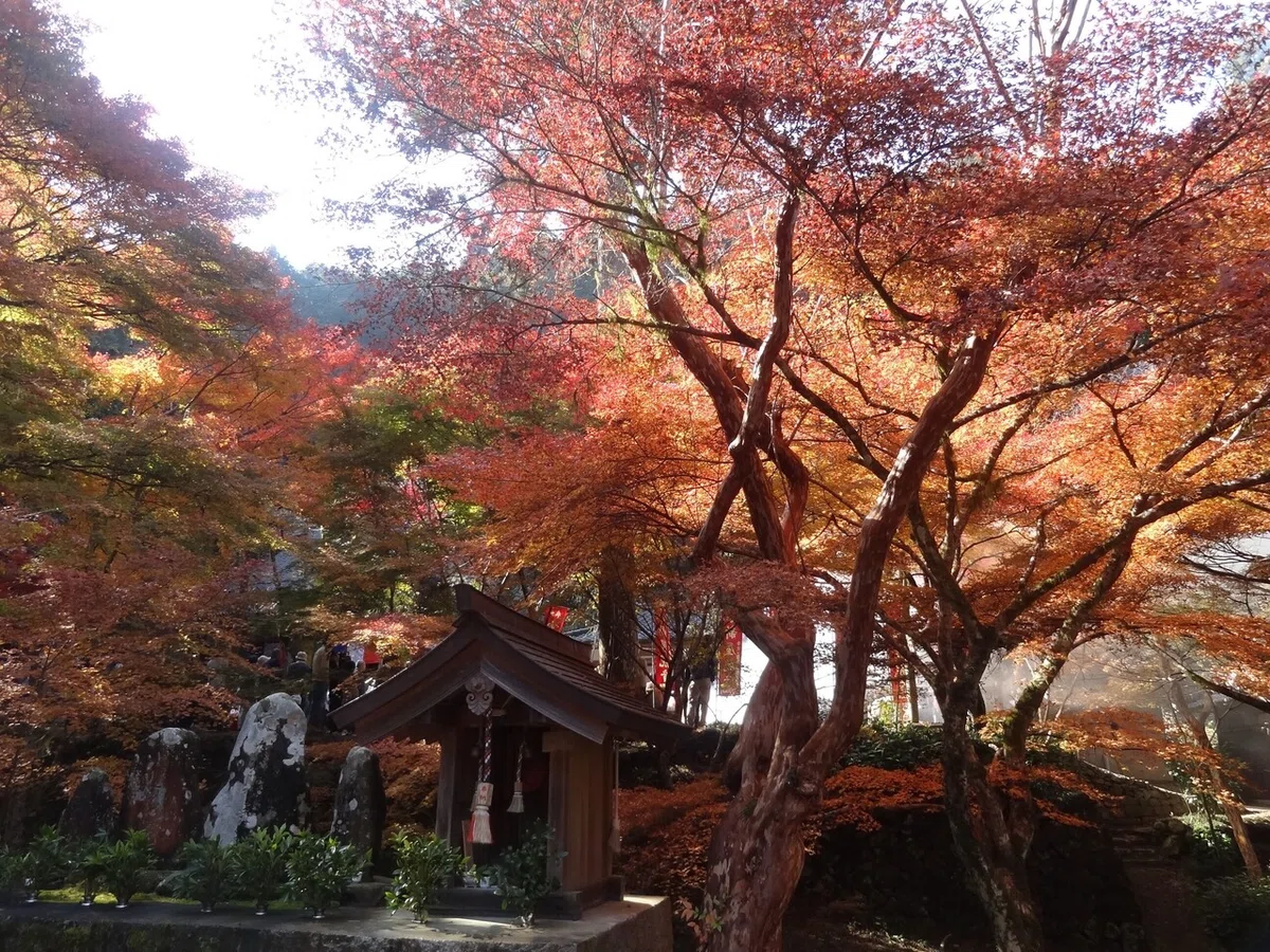 画像8
