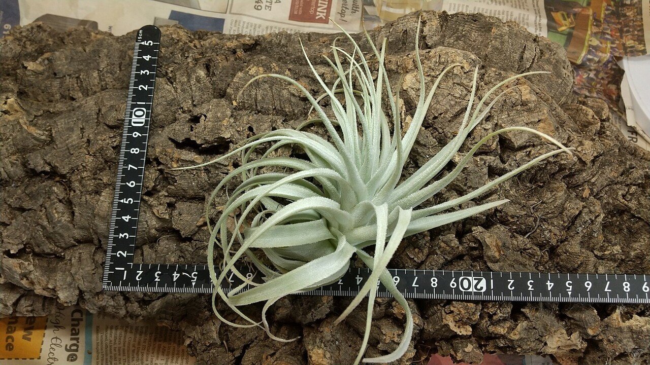 チランジア入荷リスト8/27｜NatureGarden🌿神田