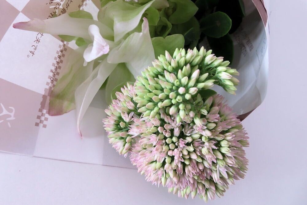 元々だというウワサもあるけど物忘れがひどい 花の名前もアレよアレ だからアレ 先日見本で買ったのもお名前が出てこない クルクマに似た白い花 で検索したら ウコンと出てきた それだ ソレ けど よく 秋峰 Note