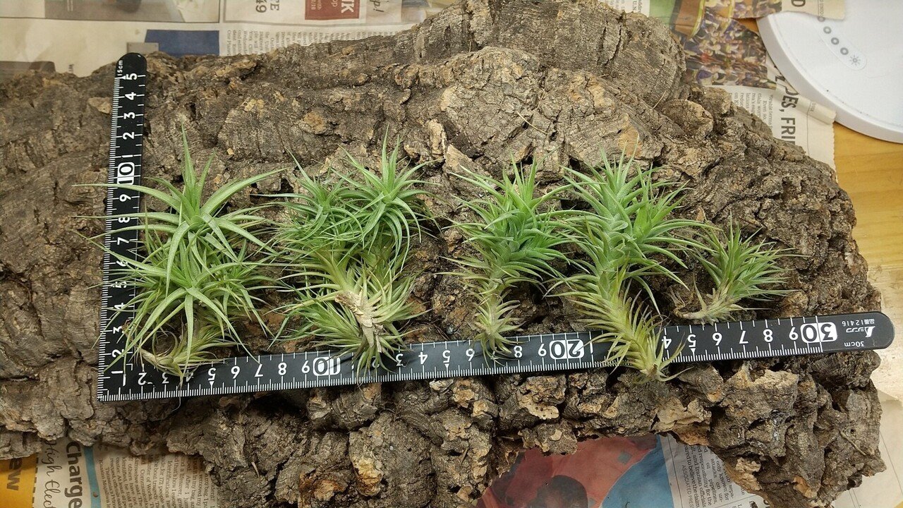 チランジア入荷リスト8/27｜NatureGarden🌿神田