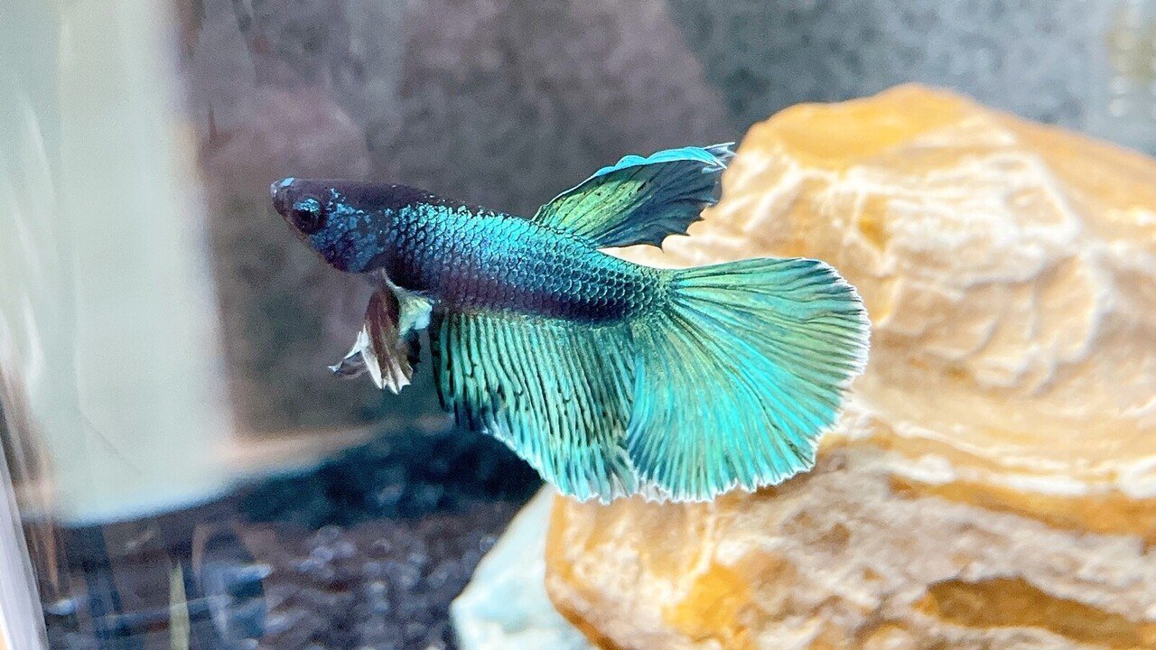 2代目ベタをお迎えしました しがお Note 2代目ベタをお迎えしました しがお Note