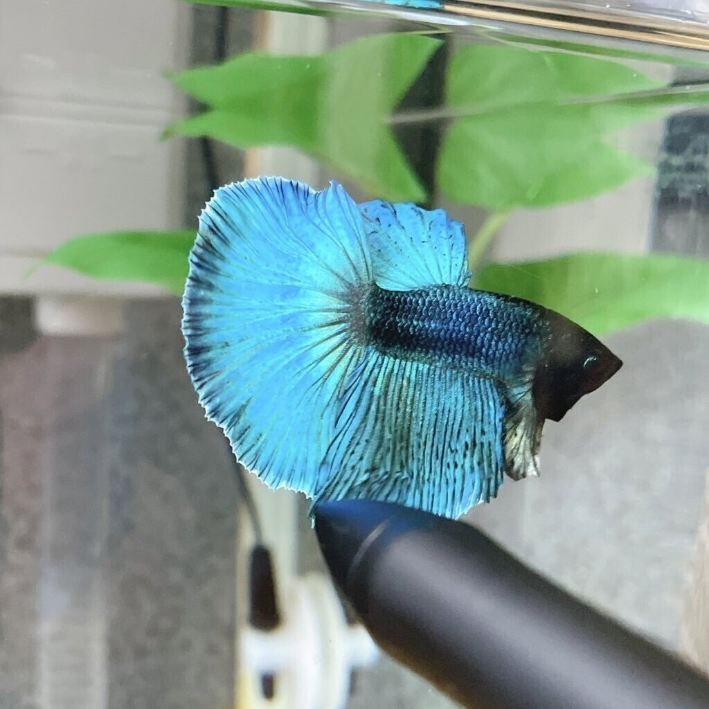 ２代目ベタをお迎えしました しがお Note