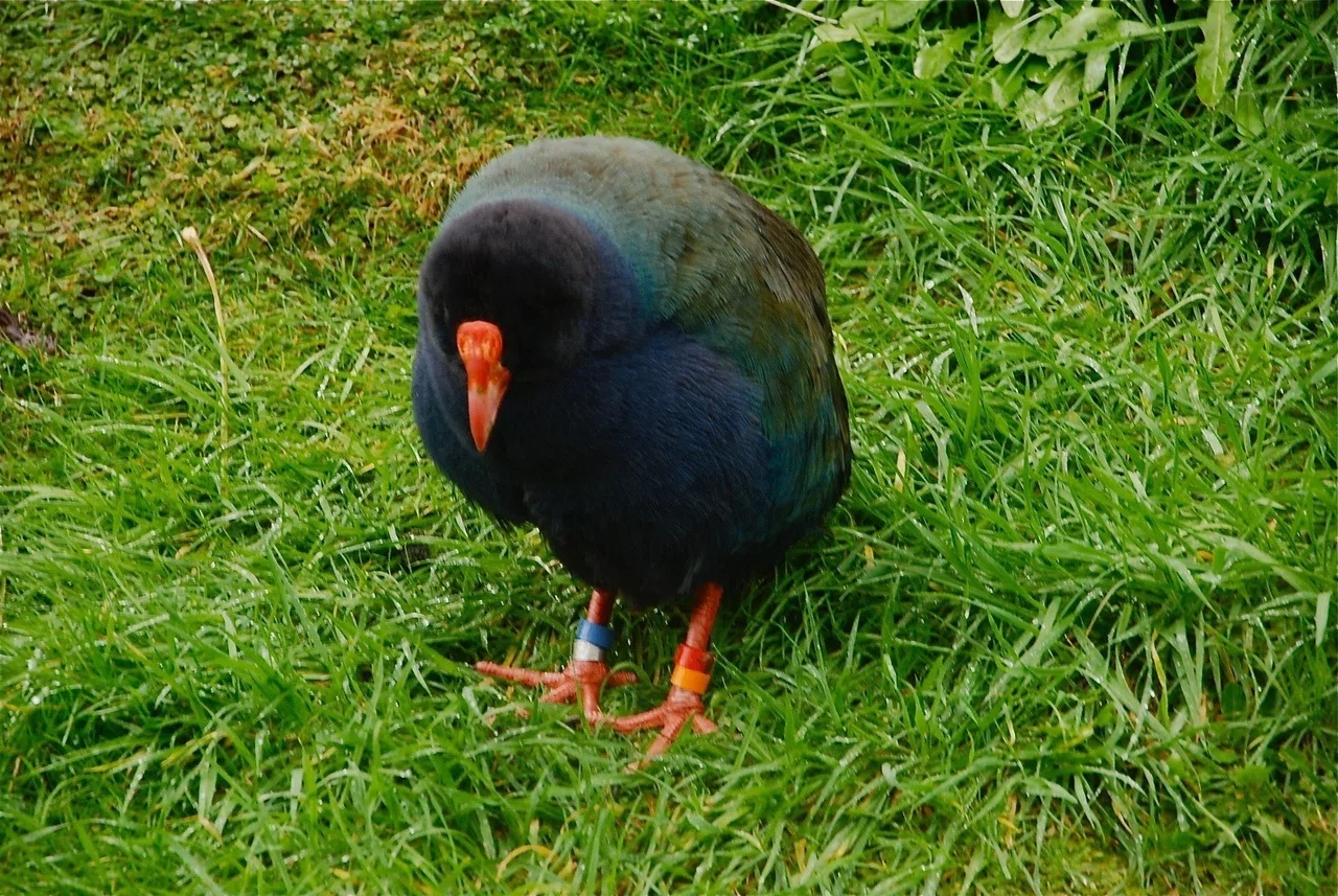 ニュージーランドの不思議な鳥 Whistler Note