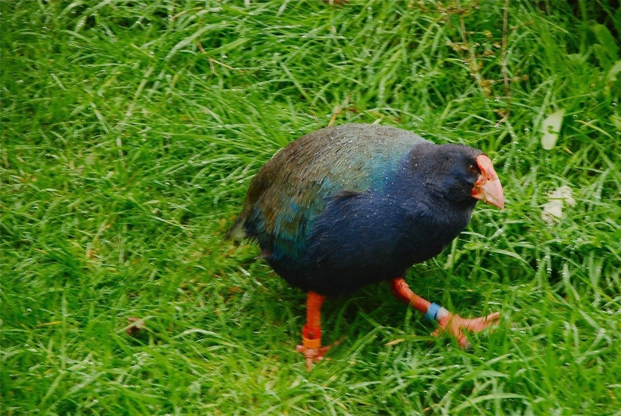 ニュージーランドの不思議な鳥 Whistler Note ニュージーランドの不思議な鳥 Whistler Note
