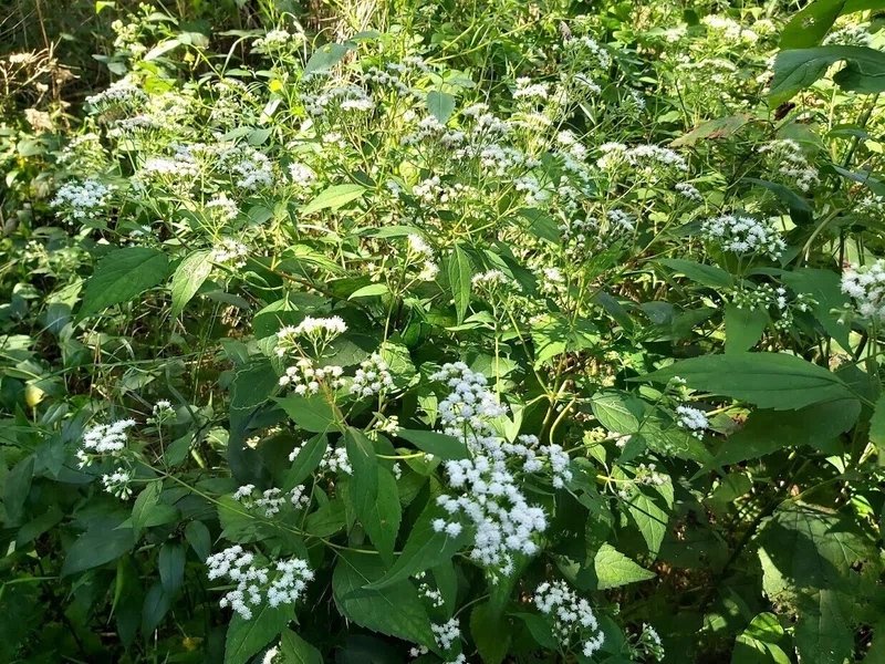 ヨッシーの 素人 植物記 夏季版補足 続編 ルージュ パークでまだ咲いてました たなかよしあき Note