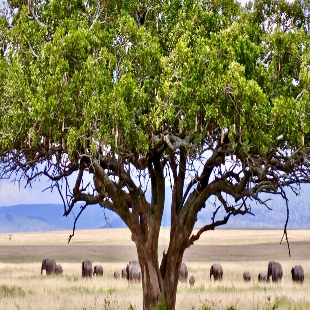 初めてのアフリカ タンザニア それも一人 セレンゲティ国立公園 ンドゥトゥ Tembo Note