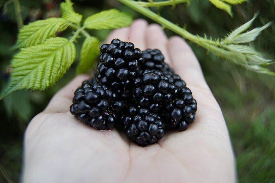 フランスで家庭菜園 季節の果物で ブラックベリー レモンマフィン の作り方 Kan Note