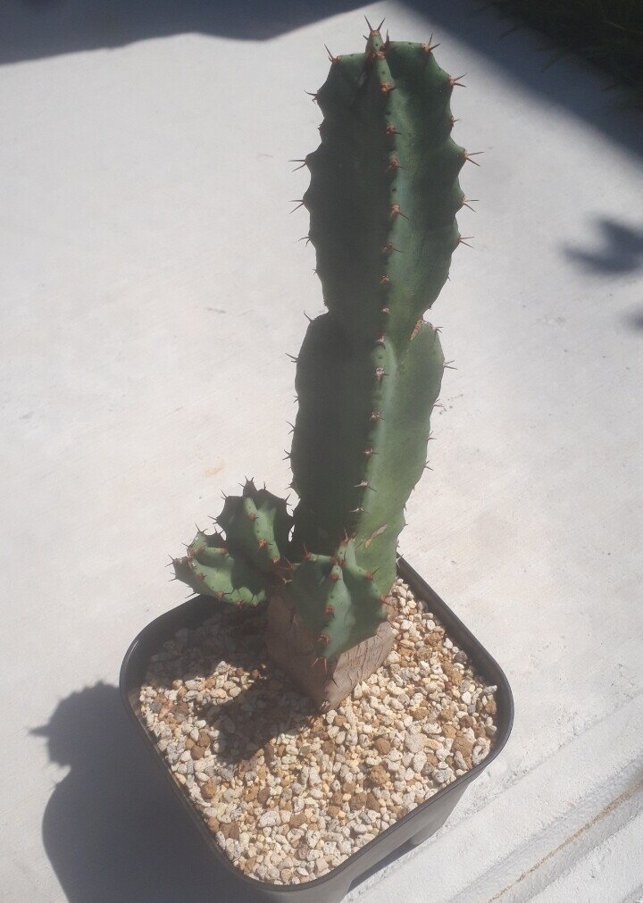 うちのユーフォルビアさんたち その1 タヌ Note