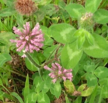 アカツメクサがシロツメクサになっちゃった、花の色が変わっていく｜歓