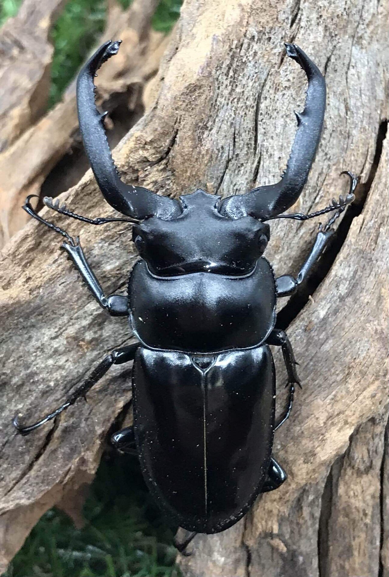 LOB】トリオです！マイシカクワガタ (シカクワ)♂51.3♀36.6♀35.4 トリオ