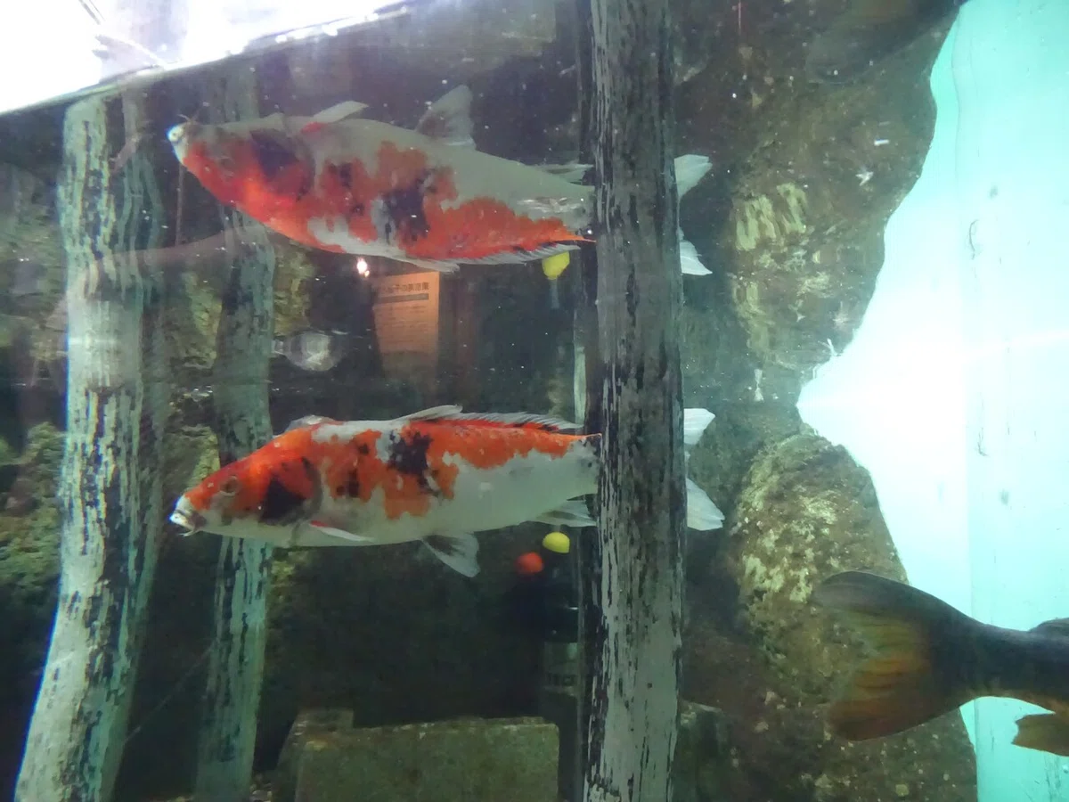画像44