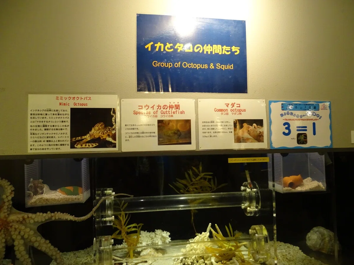 画像81